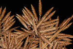 Manyspike flatsedge